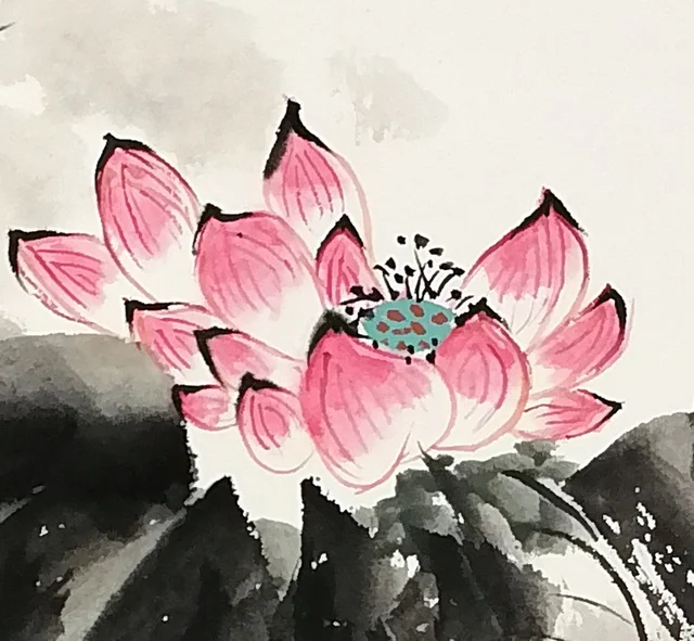 The pink lotus, rouge at the petal tips.