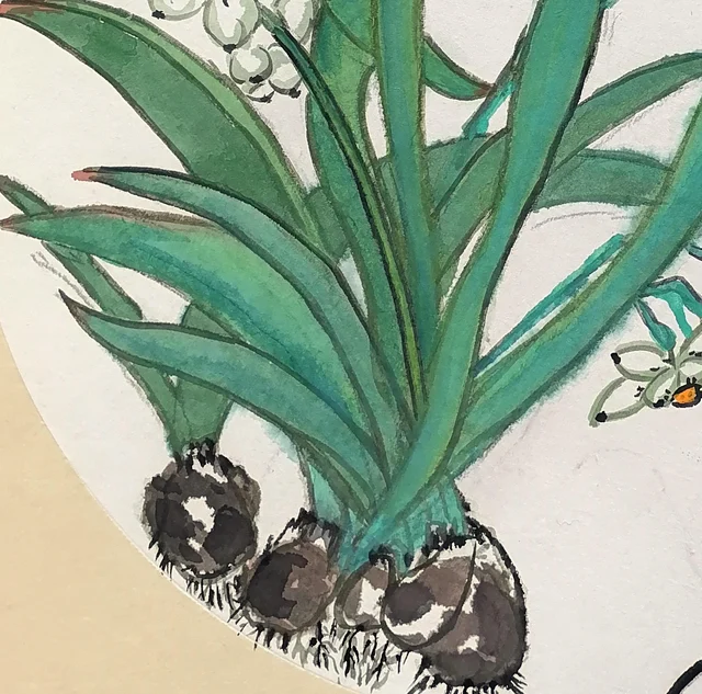 Round bulbs and flat green leaves.