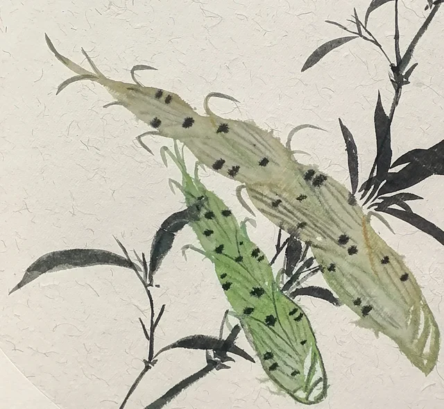 Two bitter melons, their bumps dotted in dark green.
